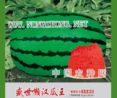 盛世懒汉瓜王